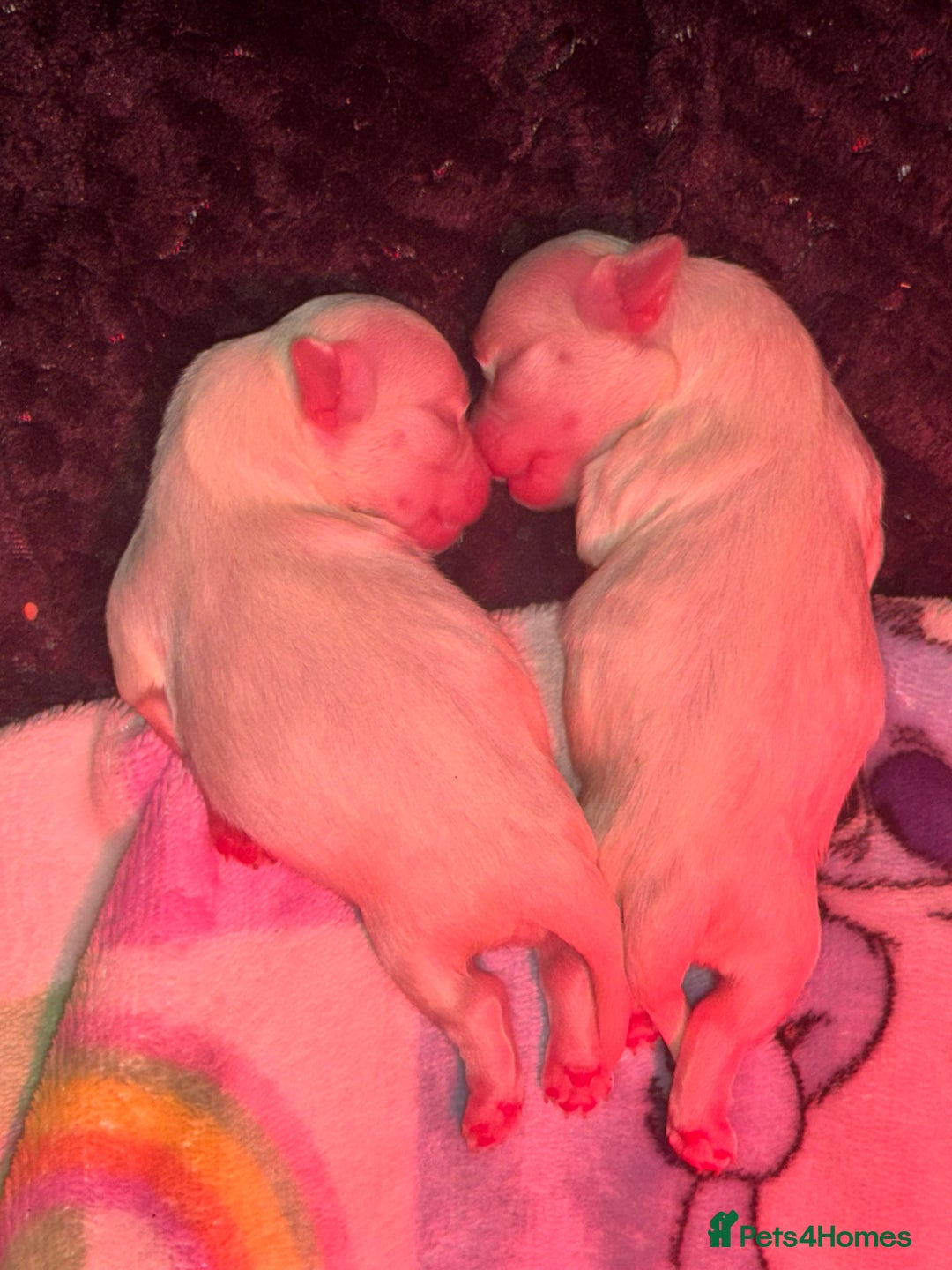 Maltese dogs for sale: Maltese For Sale  - Advert 6