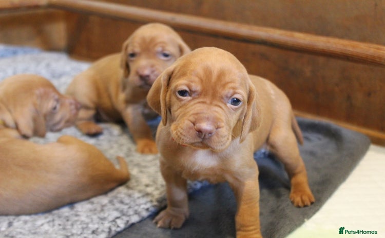Hungarian Vizsla dogs - Advert 1