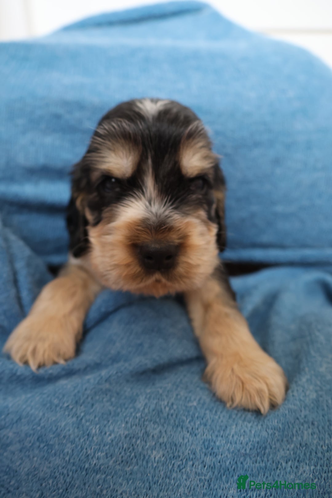 Cocker Spaniel dogs for sale: Beautiful family SHOW cocker spaniels LAST 2 - Image 23
