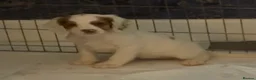 Sprocker dogs for sale: Beautiful marked sprocker girl   - Advert 3