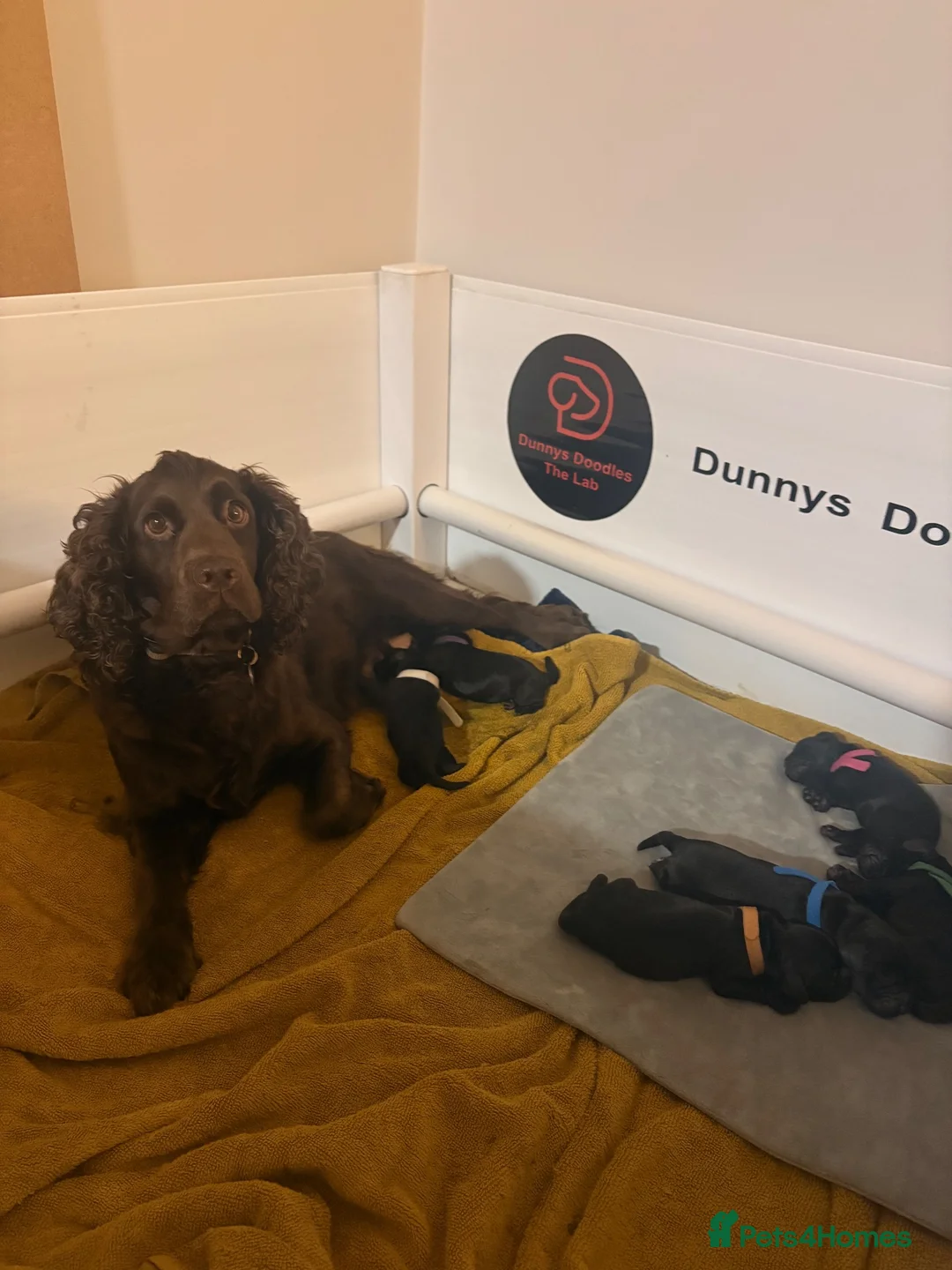 Cocker Spaniel dogs for sale: Stunning KC Cocker Spaniel Puppies - Advert 1