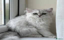 Persian cats for sale: Princess LOLA 💞 - Image 6