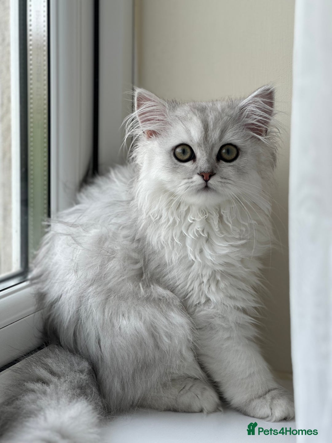 Persian cats for sale: Princess LOLA 💞 - Image 6