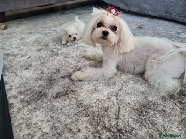 Maltese dogs ✨ Mini Korean Maltese Puppies, boy and girl ✨ - Advert 1