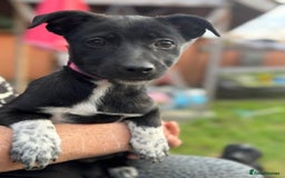Mixed Breed dogs for adoption: ISSY, a Lovely little puppy girl for a Loving Home - Image 1