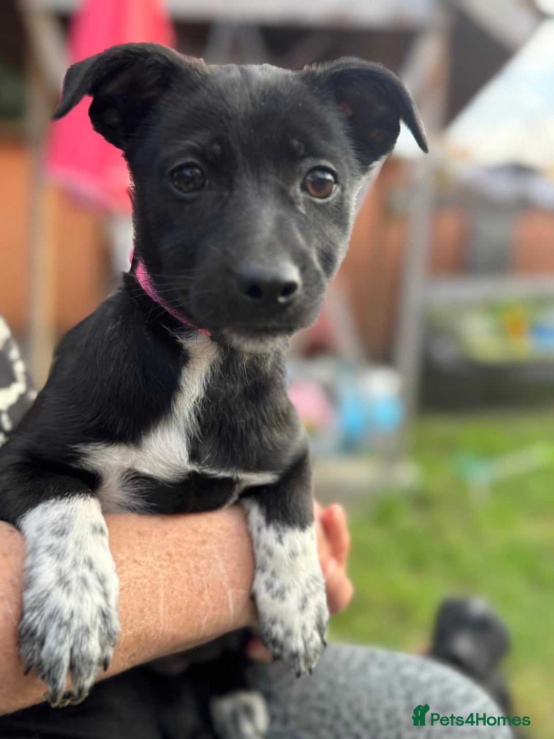 Mixed Breed dogs for adoption: ISSY, a Lovely little puppy girl for a Loving Home - Image 1