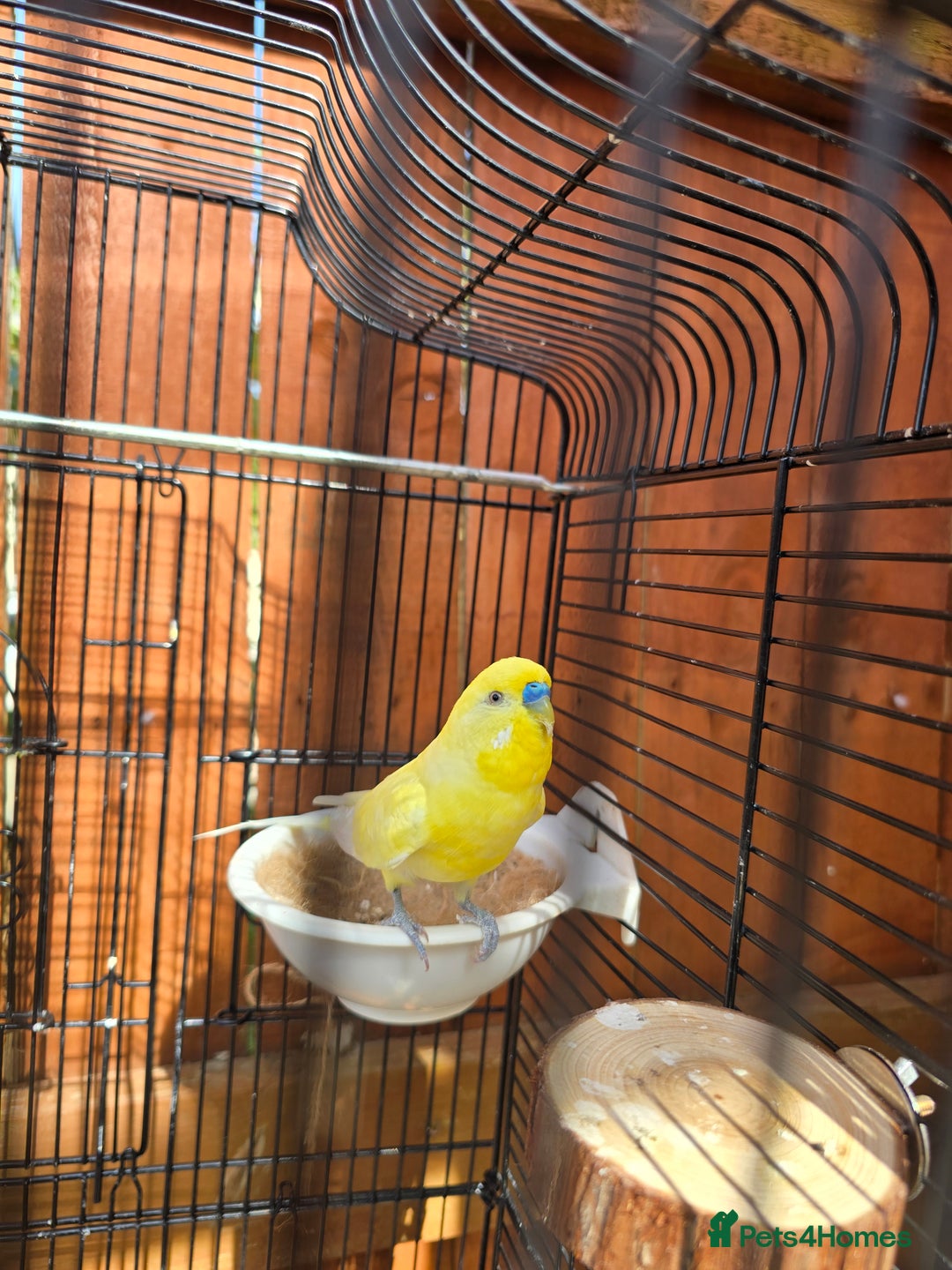 Budgerigars birds for sale: Beautiful Male budgies available for sale - Image 3
