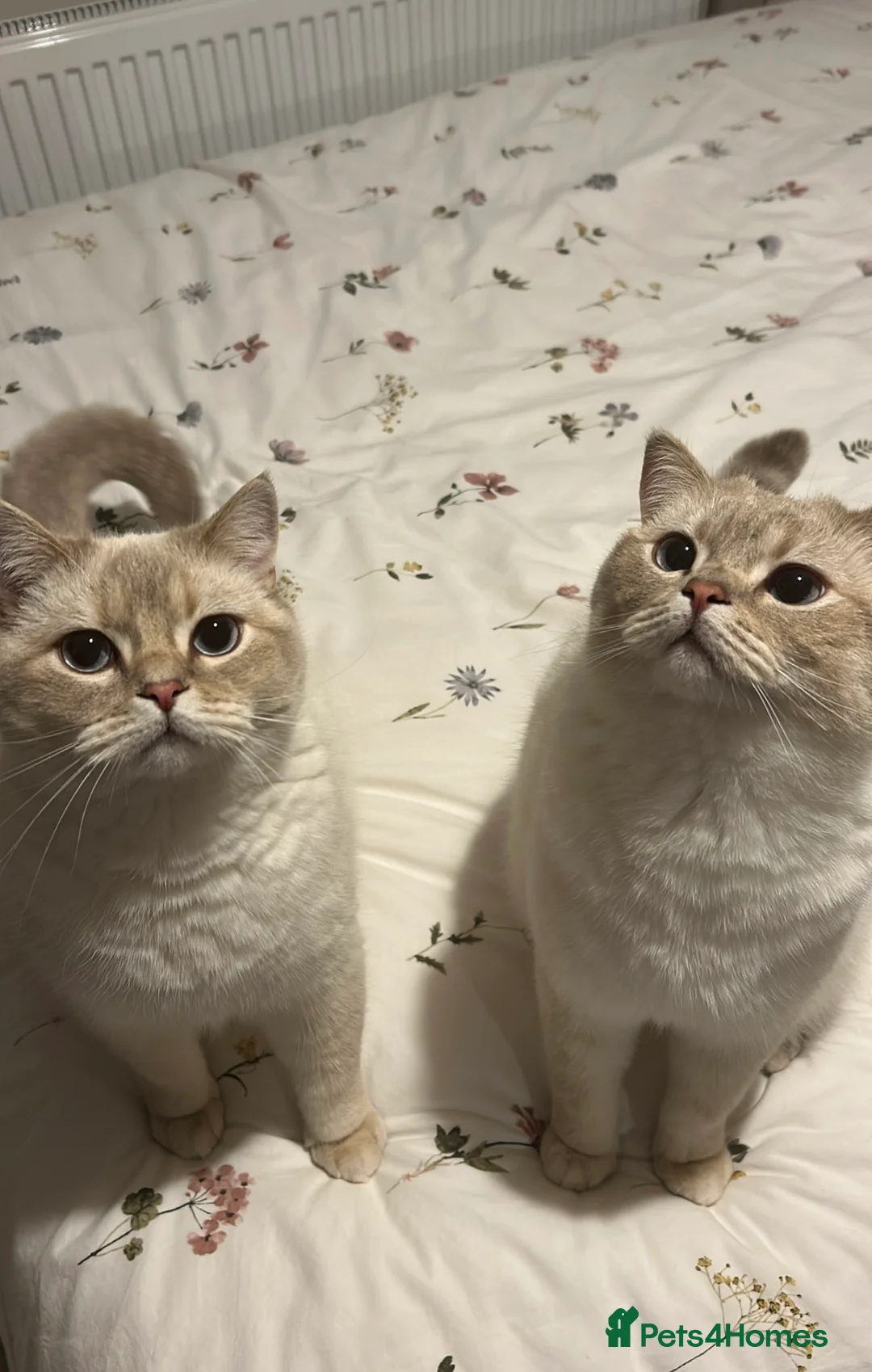 British Shorthair cats for sale: Pedigree British Shorthair Twins - Advert 2