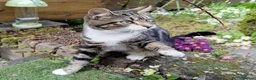 Mixed Breed cats for sale: Keetah – Energetic, Loving 1.5yr Small Female - Advert 6