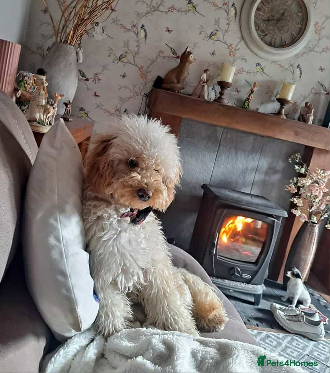 Miniature Poodle dogs for sale: Cafe au lait female miniature poodle - Image 7
