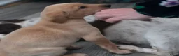 Labrador Retriever dogs for sale: Stunning boy  - Advert 3
