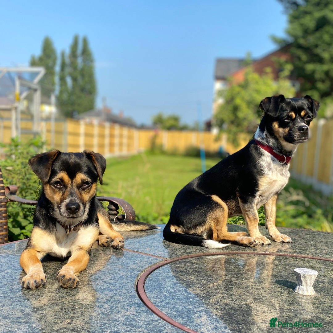 Mixed Breed dogs for adoption: Lolly and Poppy - Advert 3