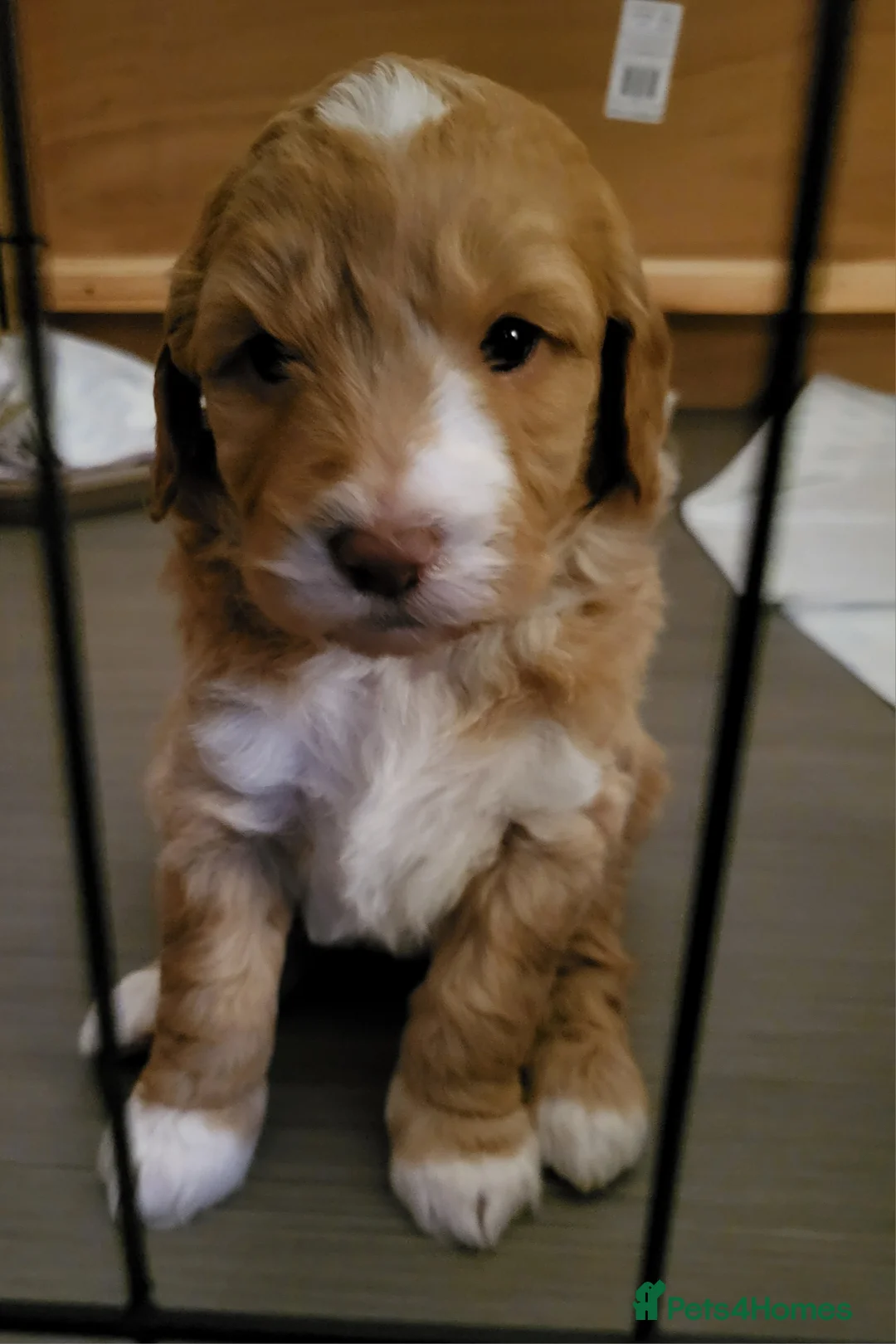 Goldendoodle dogs for sale: Goldendoodle-ONLY THIS BEAUTY LEFT  - Advert 23