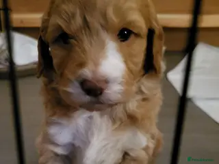 Goldendoodle dogs Goldendoodle-Doubledoodle with unique coat pattern - Advert 17