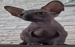Sphynx cats for sale: Beautiful litter of kittens ❤️ HCM clear 🔥 in Leicester - Image 1