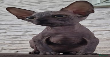 Sphynx cats in Leicester - Advert 9