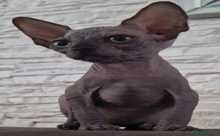 Sphynx cats in Leicester - Advert 4