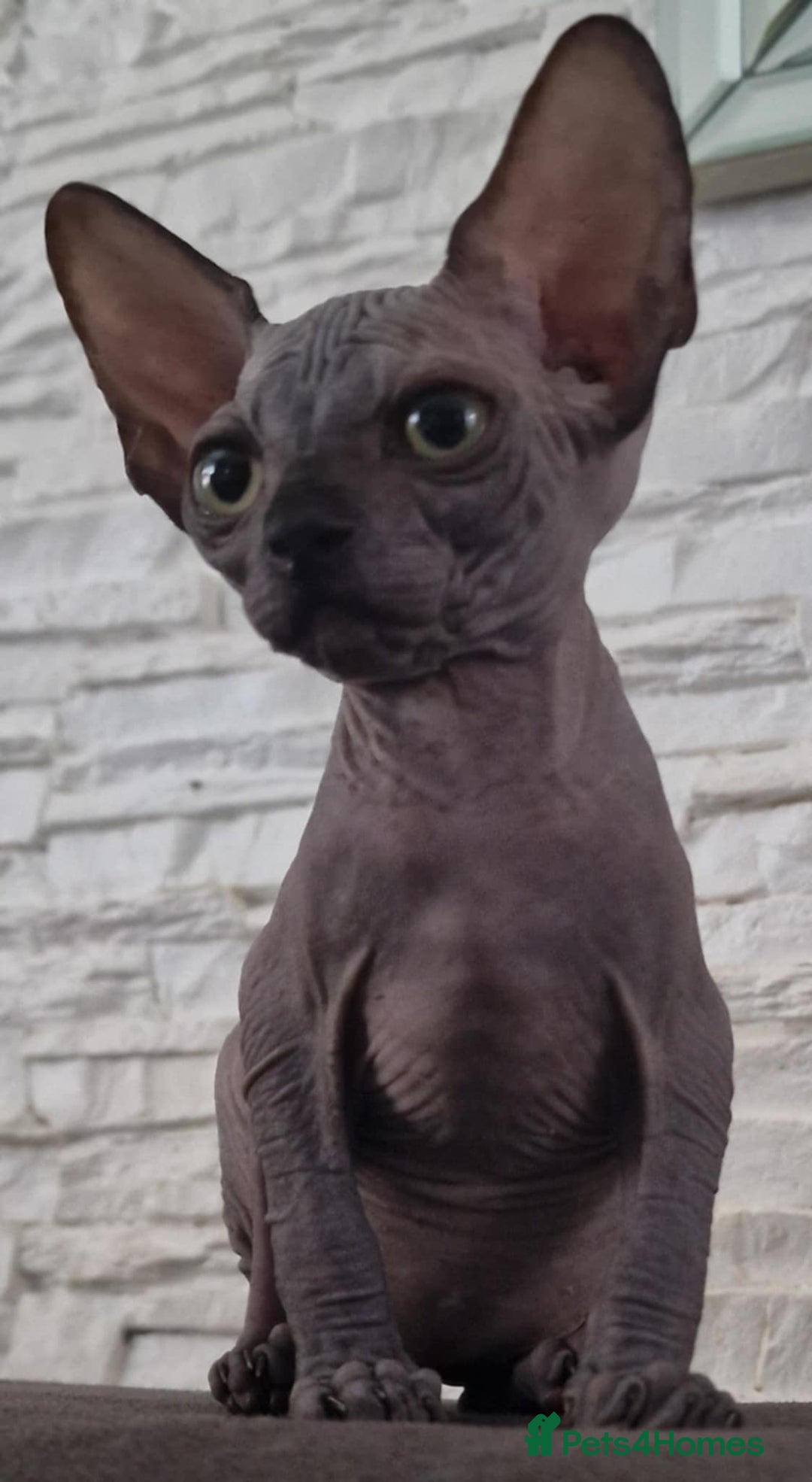 Sphynx cats for sale: Beautiful litter of kittens ❤️ HCM clear 🔥 in Leicester - Image 1