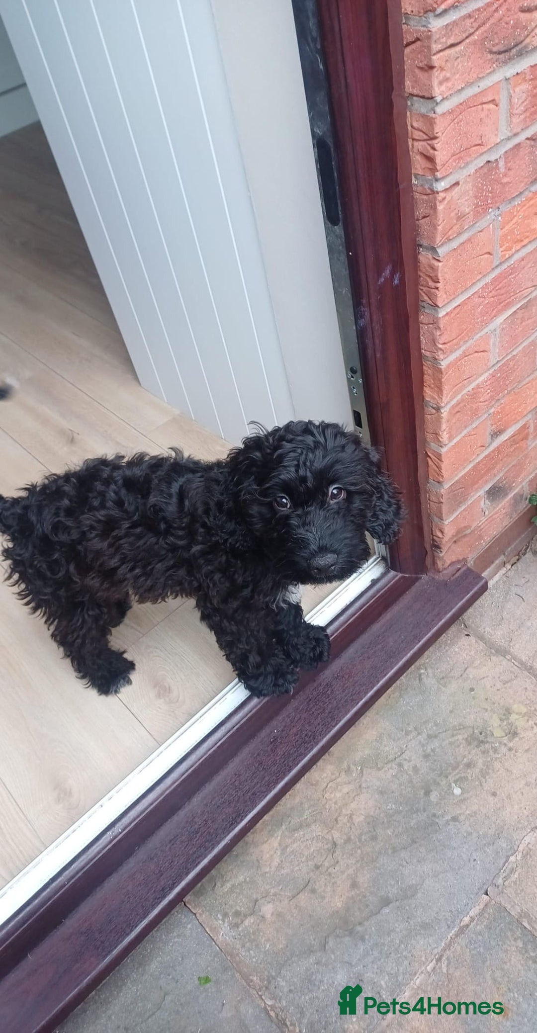 Cockapoo dogs for sale: Male F1B cockapoo - Advert 7