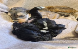 Cockapoo dogs for sale: Super Socialised F1 Cockapoo Puppies. DNA TESTED.  - Image 11