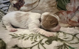 Mixed Breed dogs for sale: Cockalier puppies  - Advert 14