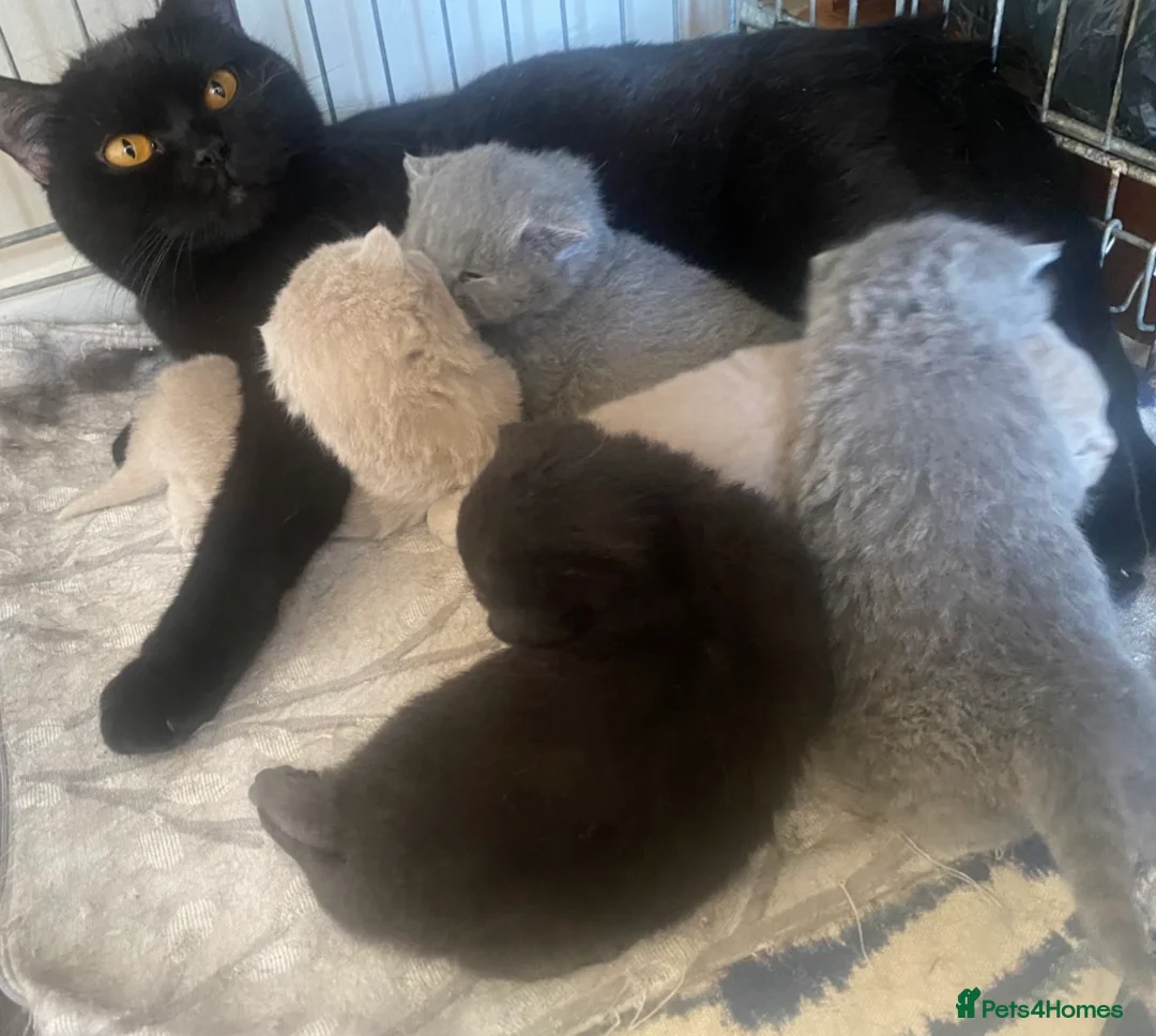 British Shorthair cats for sale: GCCF Active Championship line British Shorthairs - Advert 22