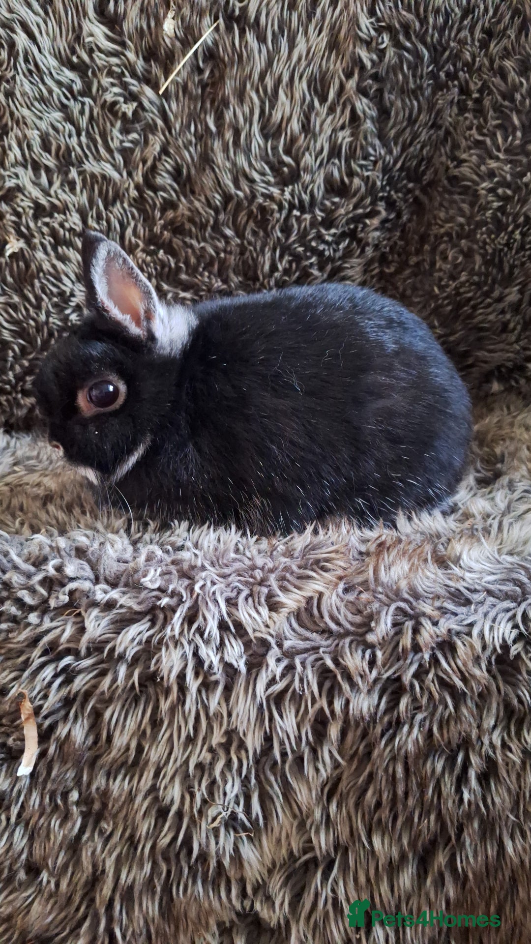 Netherland Dwarf rabbits for sale: Baby Netherland Dwarfs  - Advert 16