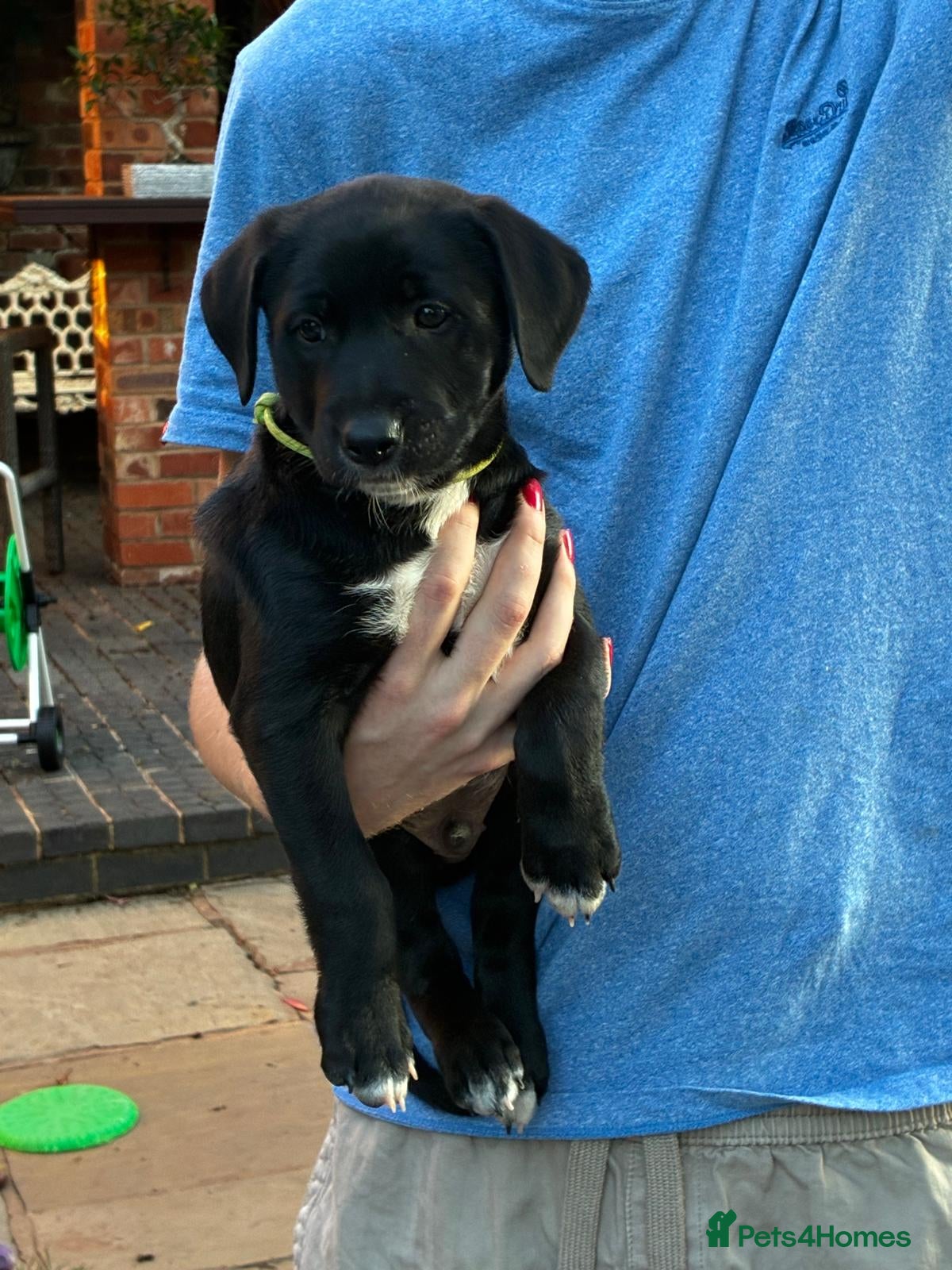 Mixed Breed dogs Rhodesian Rodgeback X Canaan Dog male puppy - Advert 2