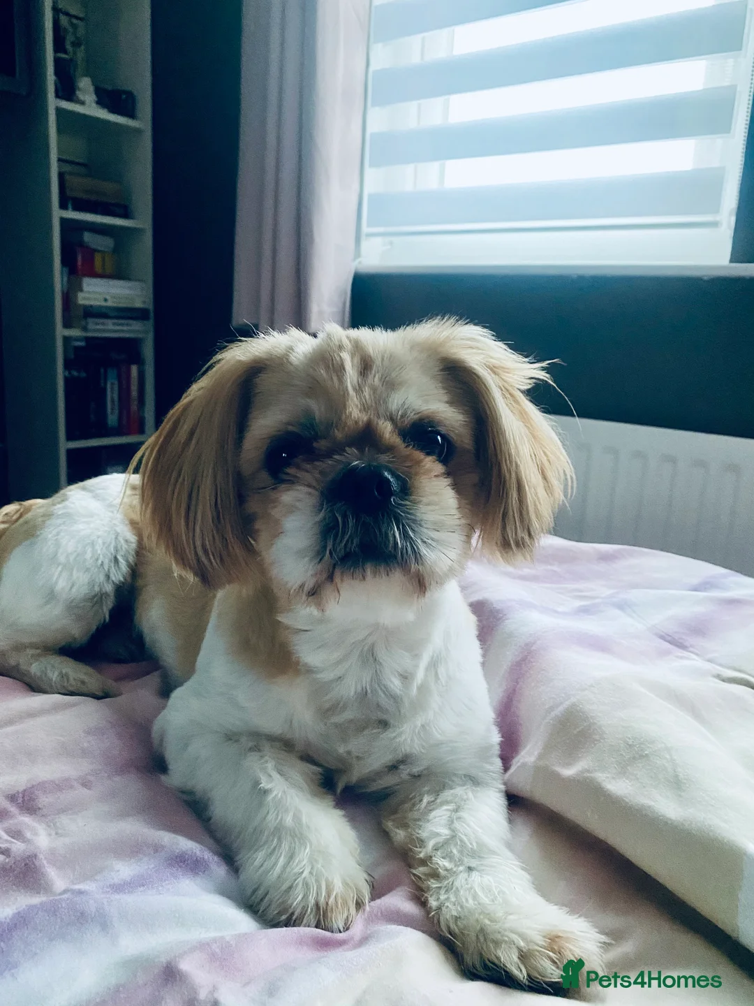 Shih Tzu dogs for stud: Shih tzu for stud in Newcastle upon Tyne - Advert 3