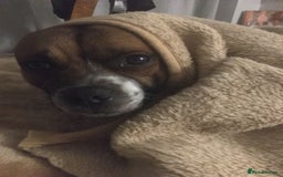 Staffordshire Bull Terrier dogs for stud: Proven Staffordshire Bull Terrier for Stud  - Image 26