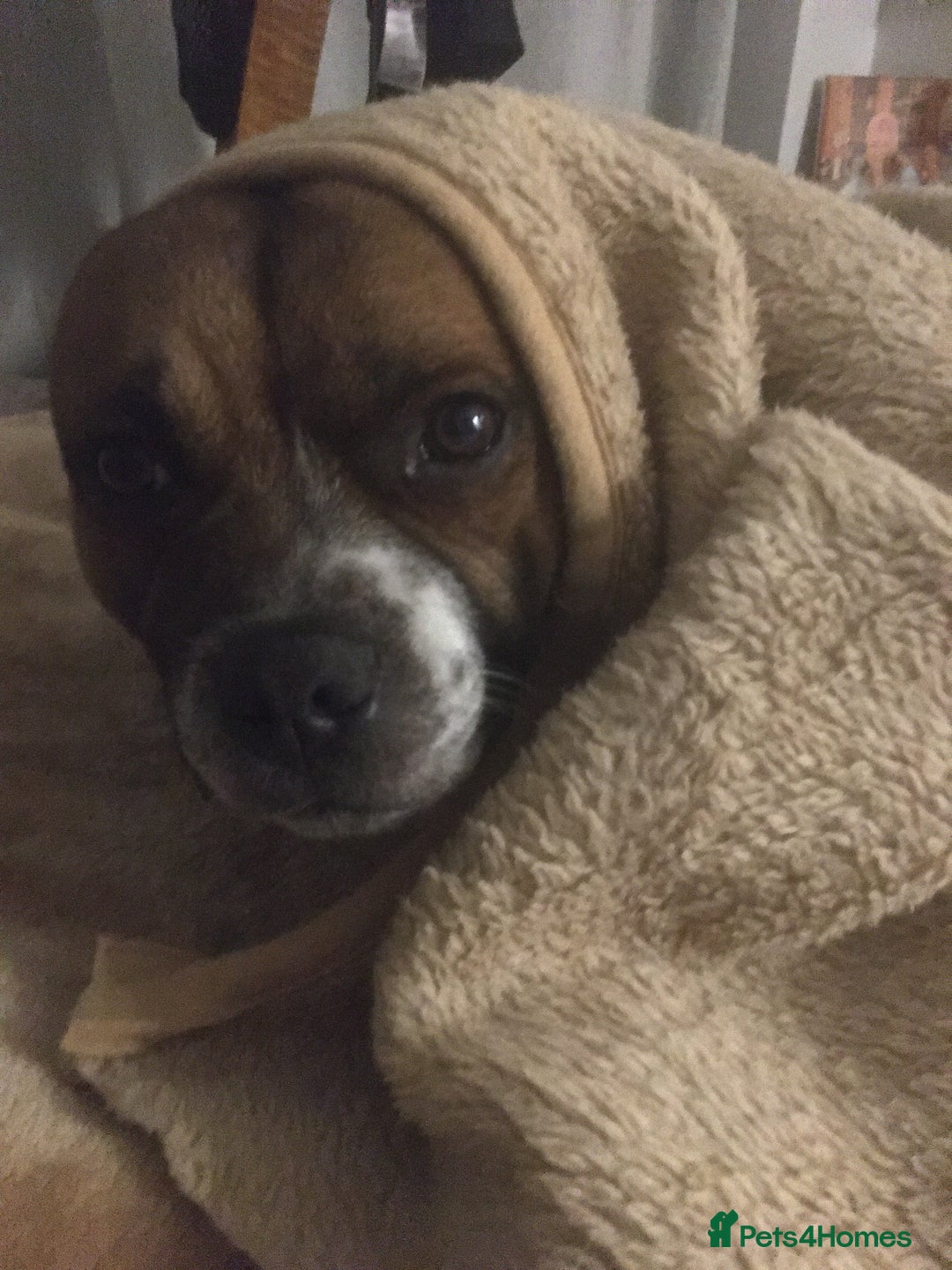 Staffordshire Bull Terrier dogs for stud: Proven Staffordshire Bull Terrier for Stud  - Image 26