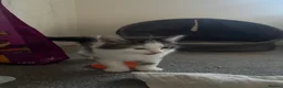 British Shorthair cats for sale: 4 Fluffy kittens  in Newport - Advert 6