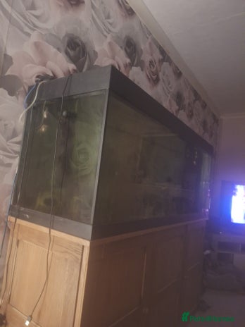 Fancy Goldfish fish - Advert 1