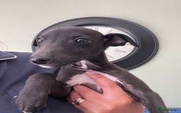 Whippet dogs for sale: READY NOW in Maidstone - Image 7