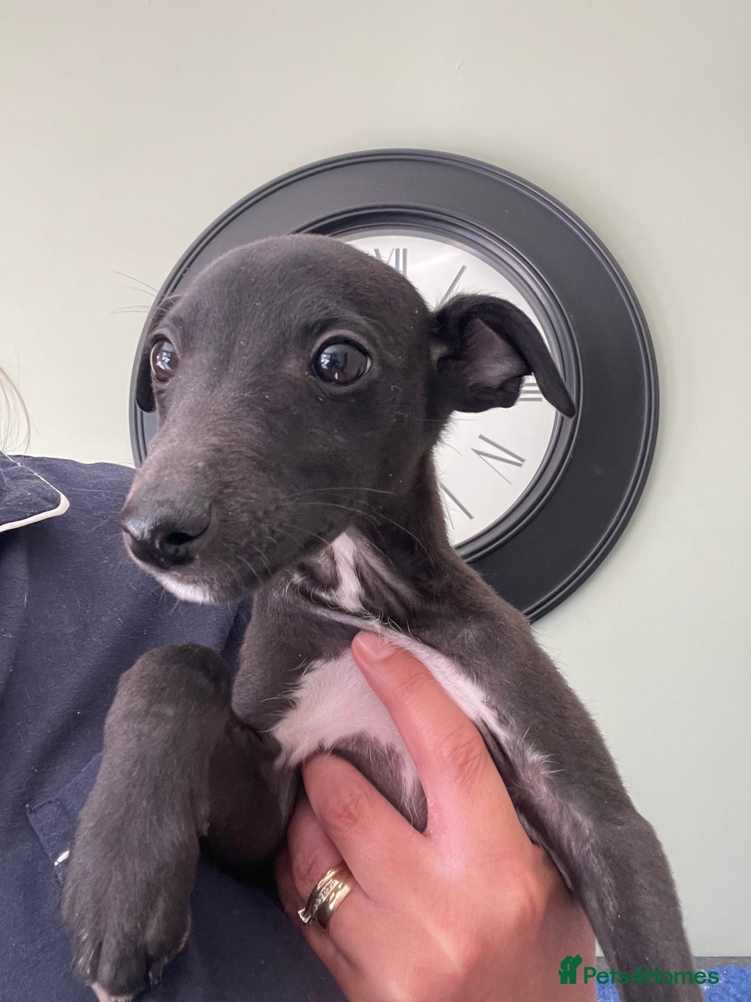 Whippet dogs for sale: READY NOW in Maidstone - Image 7