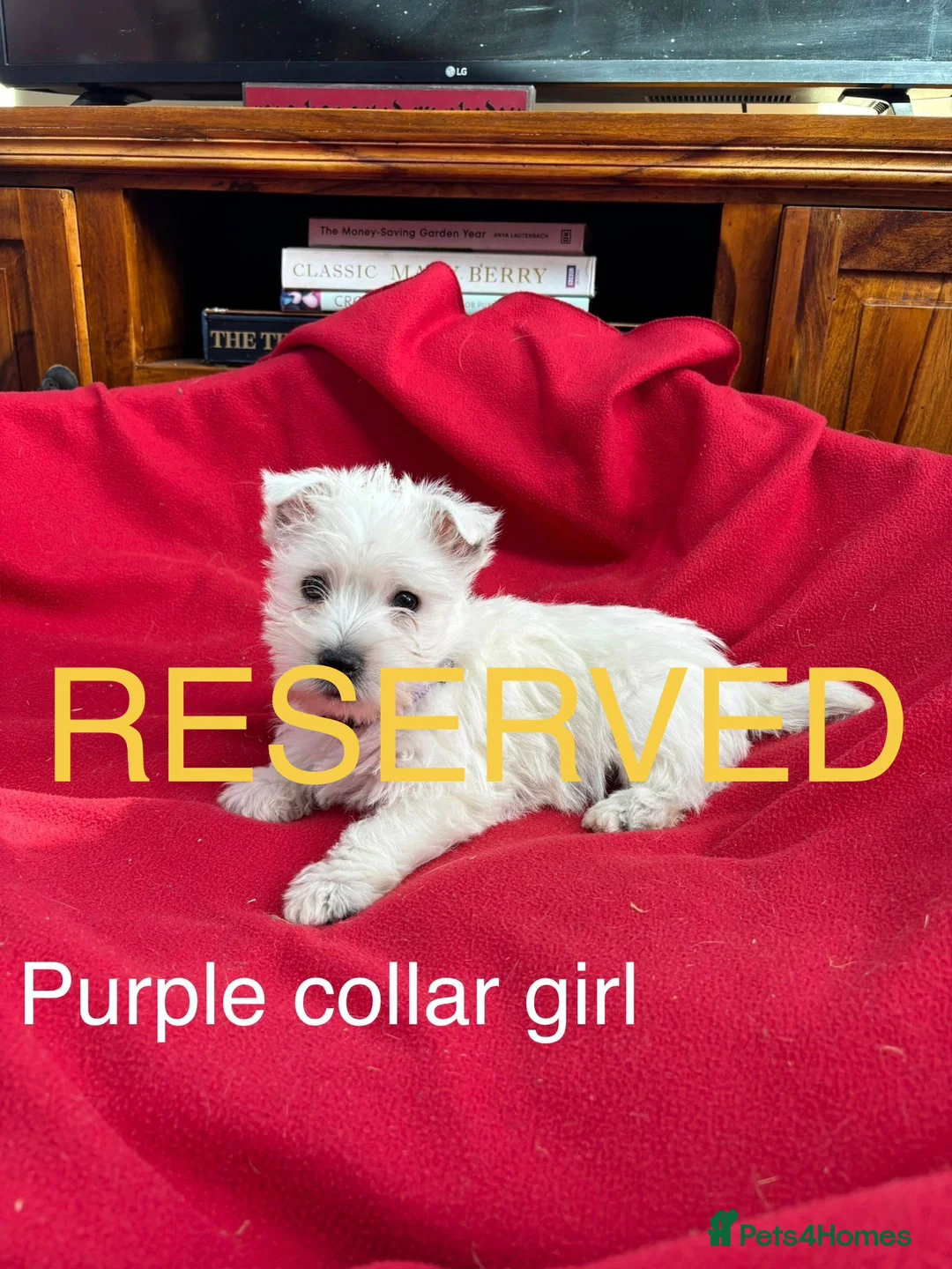 West Highland Terrier dogs for sale: Beautiful West highland puppies for sale - Advert 2