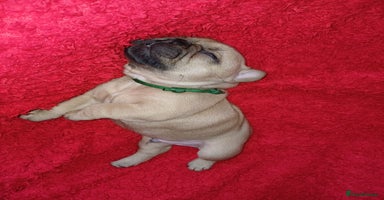 French Bulldog dogs - Advert 7