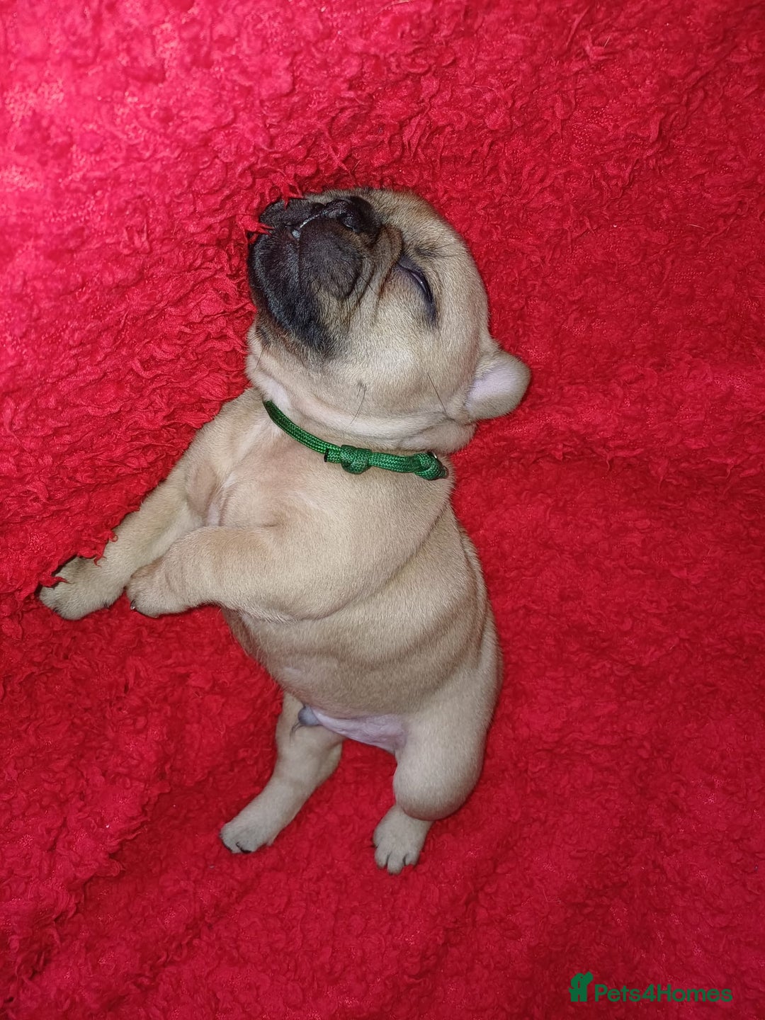French Bulldog dogs for sale: KC HEALTH TESTED STANDARD FRENCH BULLDOG PUPS - Image 2