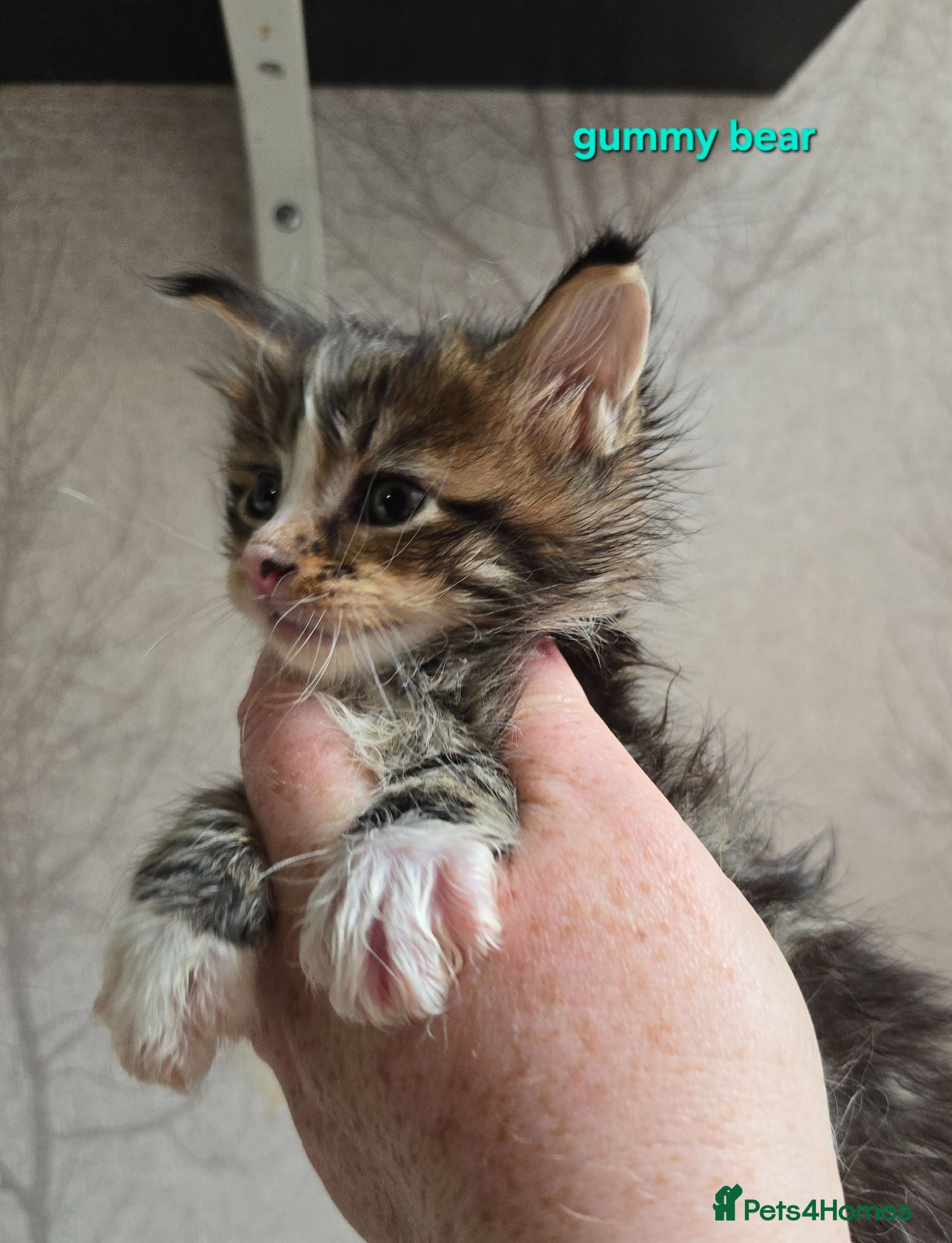 Maine Coon cats Beautiful Maine Coon Kittens  - Advert 2