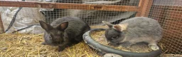 Mixed Breed rabbits for sale: Cute, friendly, diddy Dwarf x Dwarf Lionhead boys  - Advert 3