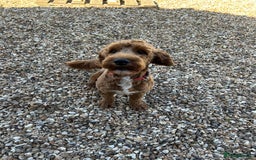 Goldendoodle dogs for sale: 11-month-old male Goldendoodle - Image 2