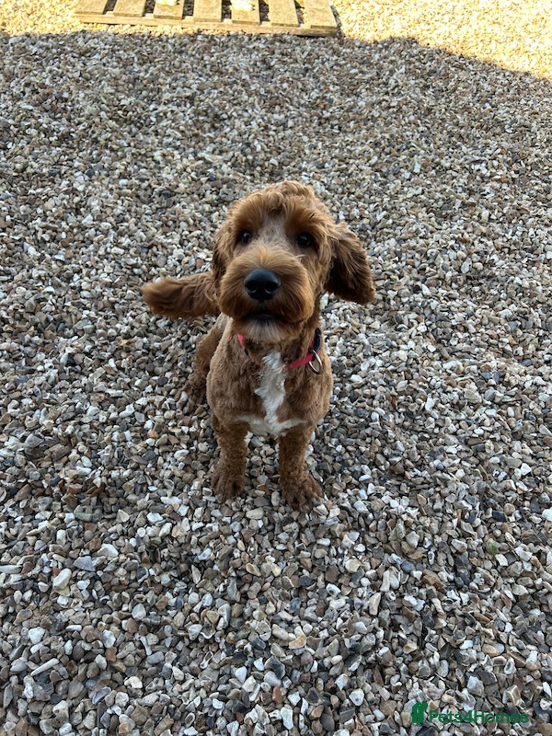 Goldendoodle dogs for sale: 11-month-old male Goldendoodle - Image 2