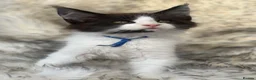 Maine Coon cats for sale: Outstanding GCCF Registered Maine Coon Kittens 🐾  - Advert 31