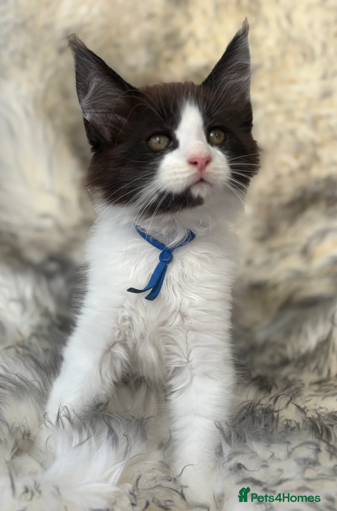 Maine Coon cats for sale: GCCF Maine Coon Kittens 🐾 Ready to Leave Now 🐾 - Advert 23