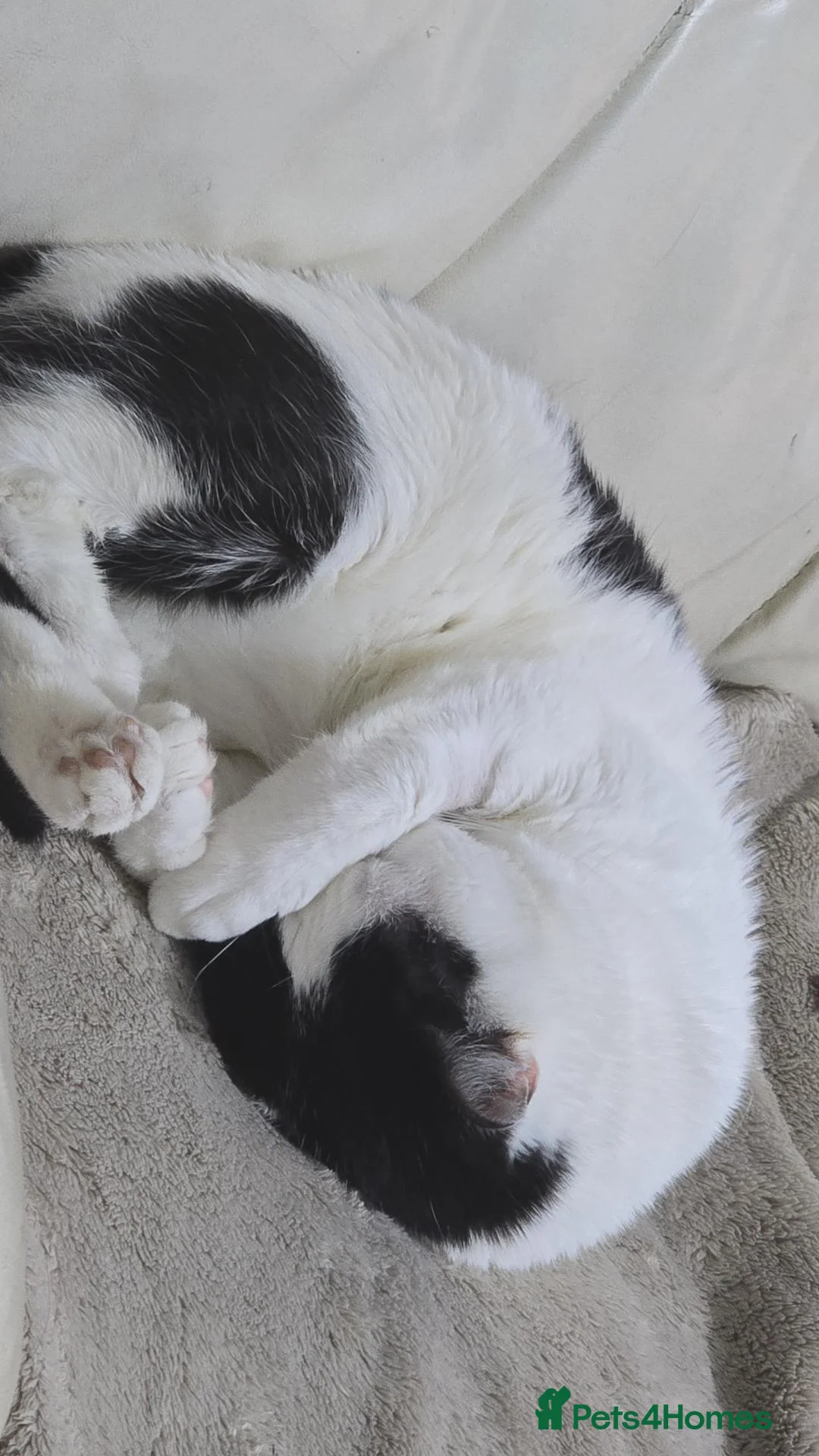 Domestic Shorthair cats for sale: Friendly 3-Year-Old Male Cat – Tom in Manchester - Advert 6