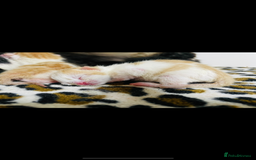 Mixed Breed cats for sale: 4 beautiful half persian kittens - Image 13