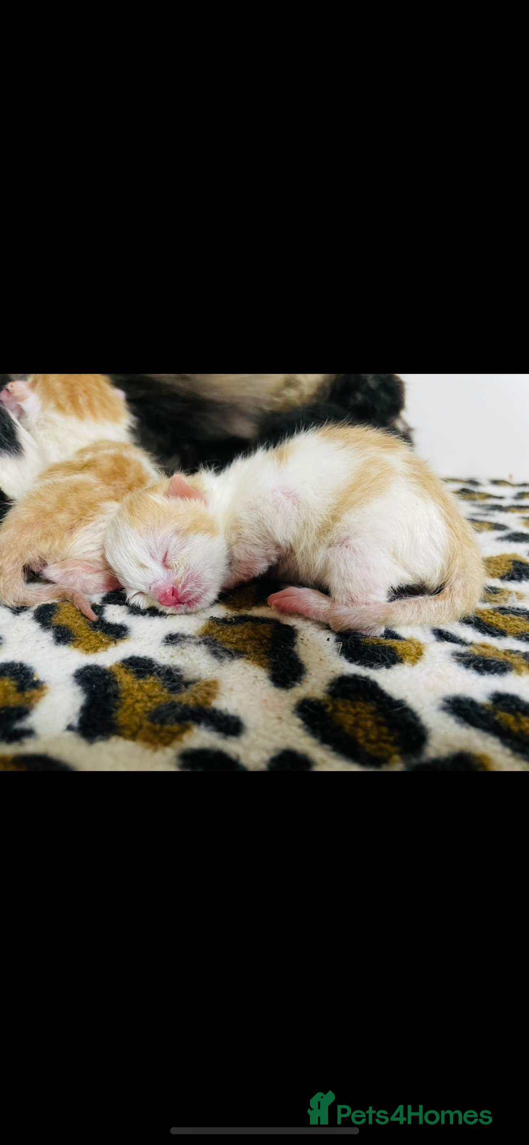Mixed Breed cats for sale: 4 beautiful half persian kittens - Image 13