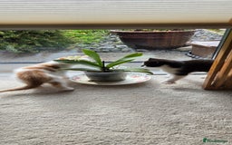Mixed Breed cats for sale: Heart-Marked & Beautiful Kittens Ready - Image 1