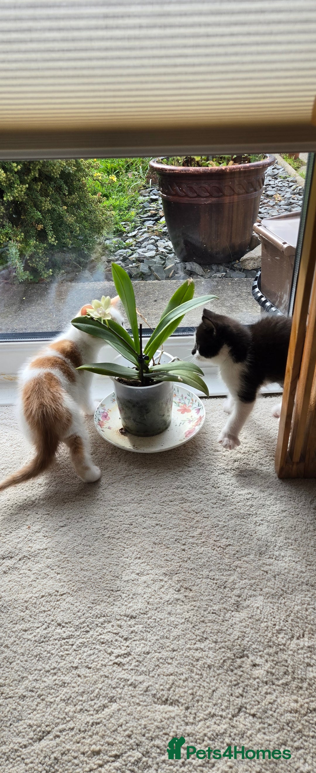 Mixed Breed cats for sale: Heart-Marked & Beautiful Kittens Ready - Image 1
