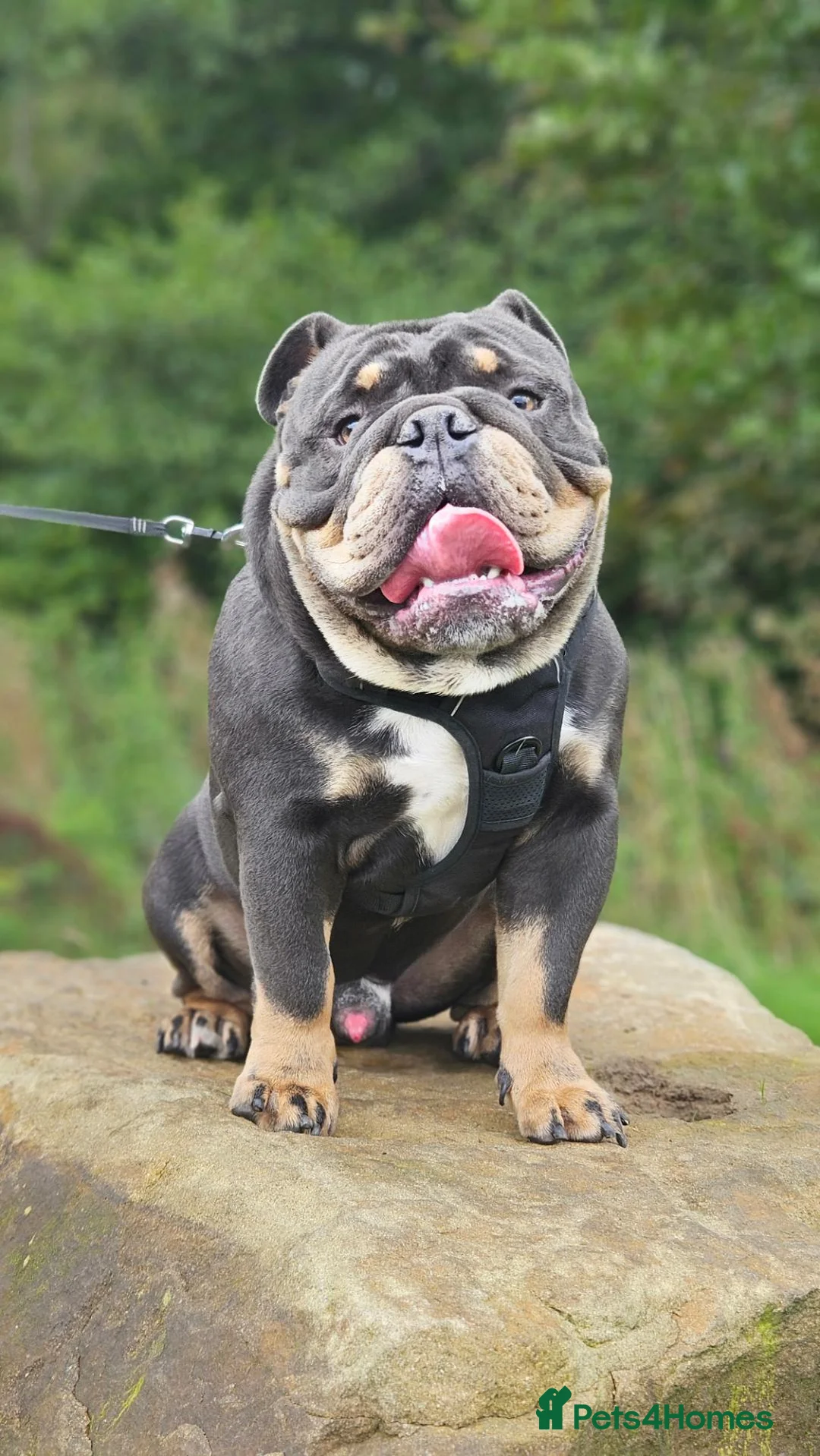 English Bulldog dogs for sale: Stunning English Bulldog Puppies in Stockport - Advert 18